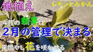 レモン、みかん、柚子の春芽と花芽の充実はこの２月の管理で決まります