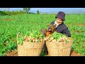 Full Video: Harvesting Radish, Artichoke Goes To Market Sell - Farm, Gardening, Cooking | Tieu Lien