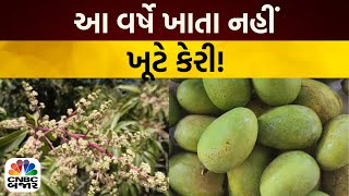 Mango Farming: કેરી પકવતા ખેડૂતો થઈ શકે છે માલામાલ |  સારા ફ્લાવરિંગથી ઊંચા ઉત્પાદનની આશા | Budget