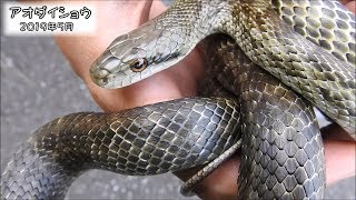 アオダイショウ Japanese Rat Snake (Elaphe climacophora)