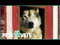 The Heartwarming Lives Of Incredible Dogs | Dogs & Us - The Secret of a Friendship