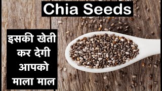 How To Grow Chia Seeds | Chia Farming / चिया की खेती | HINDI/हिन्दी | 2020