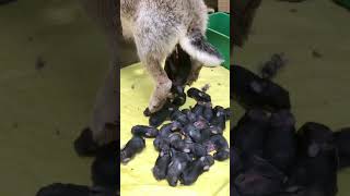 Dog gives birth to many puppies(Heartwarming video) #dog #shorts #pets #puppy