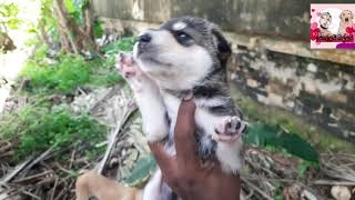 #kollai Ballai අසරණ වුණු #Husky බලු පැටියෙක්