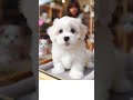 apt dogs cute puppy singing apt song by rosÉ u0026 bruno mars