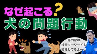 犬の問題行動が起こる理由【犬のしつけ】