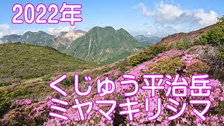 【登山】2022年くじゅう平治岳ミヤマキリシマ