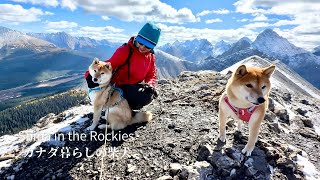 強風の岩山でも軽々と登るカナダ暮らしの柴犬が逞しすぎる【4K】