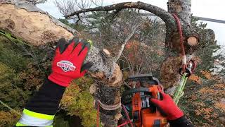 Arborist Techniques #11: Felling and Rigging tree tops