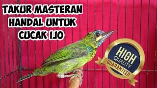 BISA DICOBA BURUNG TAKUR SEBAGAI BURUNG MASTERAN HANDAL UNTUK CUCAK IJO