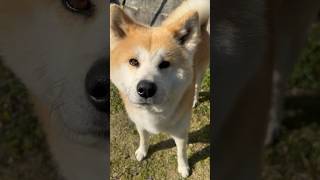 【秋田犬】甘えん坊てつの挨拶 #大館 #秋田犬