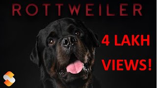 Rottweiler dog tamil | ராட்வீலர் நாய்கள் | Dog series | STORYBOARD | தமிழ்