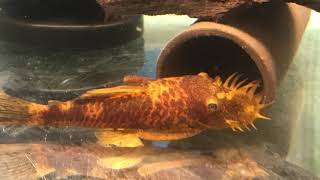 Bristlenose Plecos  love! Ancistrus sp.