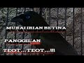 murai irian betina memanggil jantan