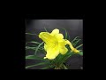 daylily blooming