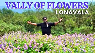 Lonavala's Karvi Flowers: Nature's Most Epic Comeback