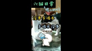 【六貓日常】 開箱新的喝水器