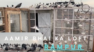 Aamir bhai  ke kabutar rampur me | Aamir bhai ka loft ka visit | rampur Kabuter breed