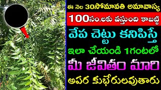 ఈ నెల 30సోమావతి అమావాస్య 100సం.లకు వస్తుంది. వేప చెట్టు కనిపిస్తే ఇలా చేయండి జీవితం మారిపోతుంది