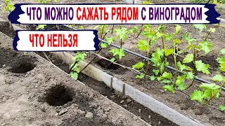 🍇 Можно ли на ВИНОГРАДНИКЕ сажать КАРТОФЕЛЬ,ТОМАТЫ, КЛУБНИКУ?  Что я сажаю в МЕЖДУРЯДЬЯХ винограда?