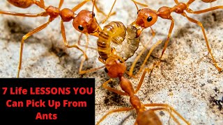 7 Life LESSONS You Can Pick Up From Ants