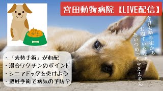 宮田動物病院 ライブ配信【MAHチャンネル】