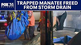 Manatee rescued after being trapped inside storm drain under road