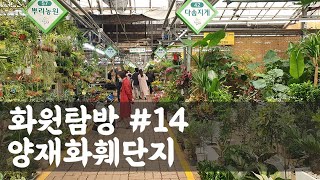 [화원탐방 #14]  양재화훼단지