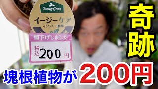 【塊根200円】コメリ好きだぁぁぁあーー！！　　【園芸超人カーメン君】