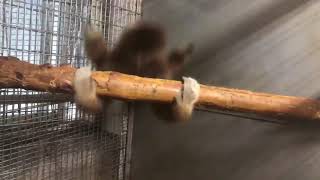 Monkey spinning for 10 hours