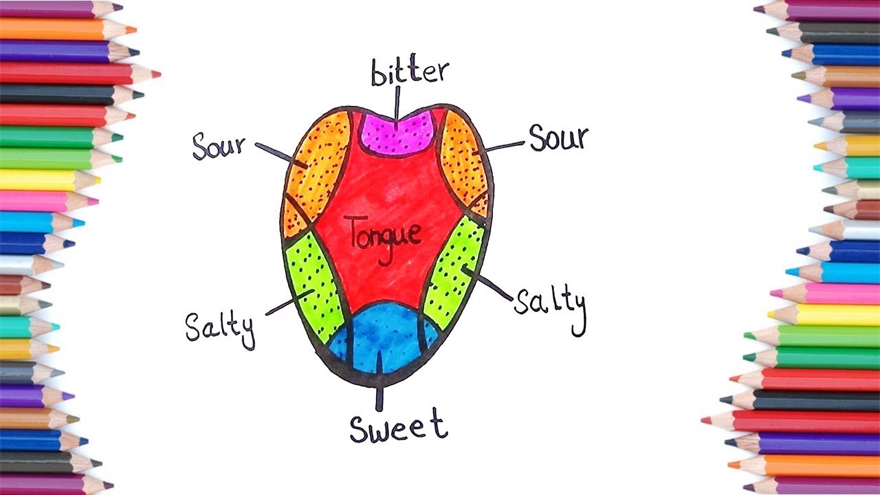 Taste Buds Diagram For Kids