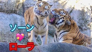 ソーンとローラはいつでもなかよし【浜松市動物園】Amur tiger Son-kun Lora-chan Hamamatsu Zoo