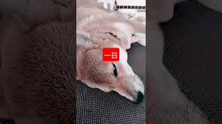 犬の睡眠時間は？#柴犬#柴犬子犬#子犬の成長記録 #睡眠