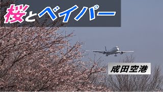 【4K】満開の桜🌸とベイパー‼「成田空港」濃霧のランディング‼☆レインボーベイパーも‼