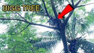 BIGG TREE BRANCHES CUTTING 👌|| TREE CUTTING SKILLS 😱|| KERALA TIMBER WORKERS 🪵||