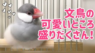 モフモフもスサーも水浴びも！文鳥の可愛い瞬間盛りだくさん！　文鳥よもぎ　癒し動物　面白い動物