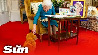 Queen pats pet dorgi as she reads cards celebrating 70 years on the throne