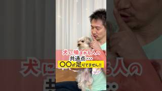 犬のしつけ失敗してない？噛み癖の原因と対策！#dog #犬のいる暮らし #shorts