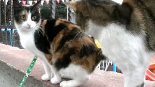 離れ離れになった姉妹猫3匹が再会！雨の日に犬に会いに来た猫 ♯3(猫は覚えてる？)