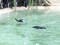 泳ぐペンギン　london zoo 15 swimming penguis