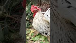 機嫌の良いにわとりの散歩　A happy rooster taking a walk#ニワトリ #チャボ ##backyardchickens #funnyanimal #癒し