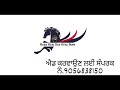 ਤਿੰਨ ਟੌਪ ਦੀਆਂ ਮਾਰਵਾੜੀ ਘੋੜੀਆਂ ਵਿਕਾਊ ghodi for sale marwari horse for sale in punjab viralvideo