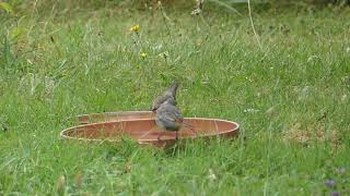 Un gobemouche gris, un rougequeue noir / Le bain des oiseaux (3)