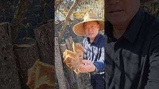 초보농군 주말농장 텃밭 표고버섯 수확하기 ~ weekend farm shiitake mushroom harvest