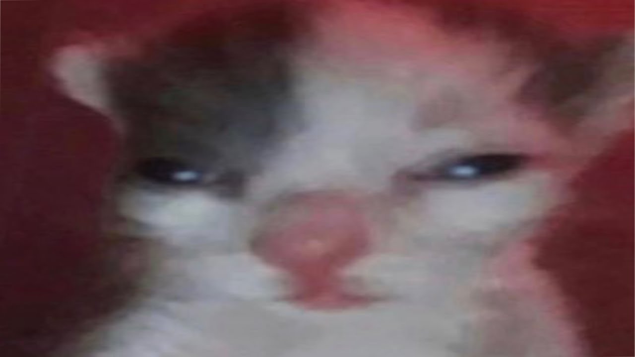 Top 5 Cat Youtube