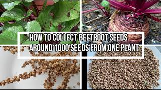 How to collect beetroot seeds from beetroot plant | Collected around 1000 seeds | garden 2.0