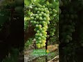 द्राक्ष बागायतदार नाशिक grape field nashik grape harvesting shorts viral viralshorts trending