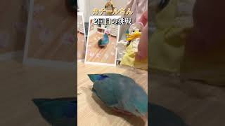 手渡しでヒマワリをあげたいアヒルVS暴走鳥【マメルリハ】