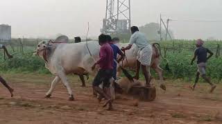 కూతుర్ల దక్షిత్ రెడ్డి నిషంత్ రెడ్డి గారి 6 పళ్ళు గిత్తలు లోడ్ బీటా వీడియో