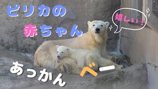 ピリカの赤ちゃん　あっかんべー【Polar bear baby movie】